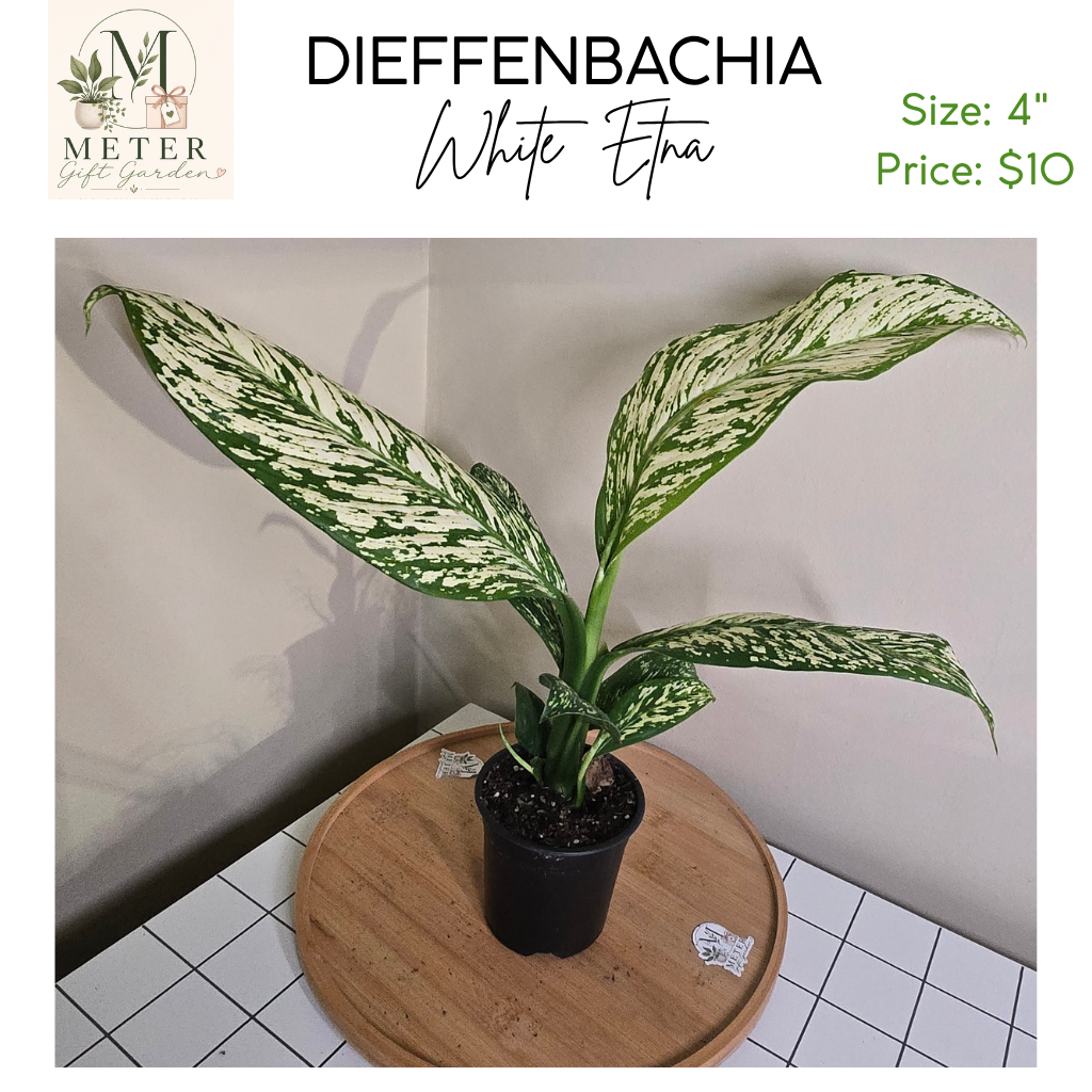 4"   Dieffenbachia White Etna