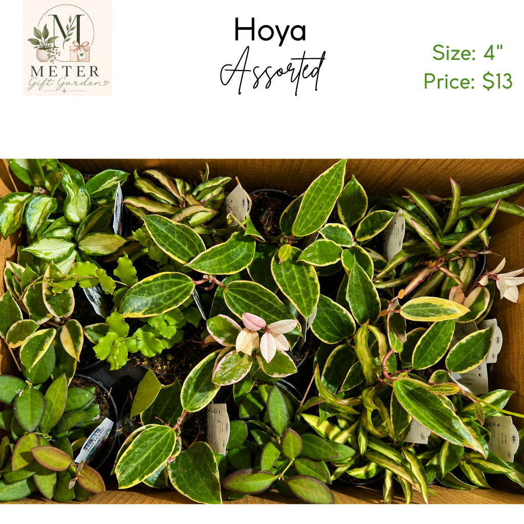 4" Hoya Asst'd