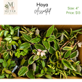 4" Hoya Asst'd