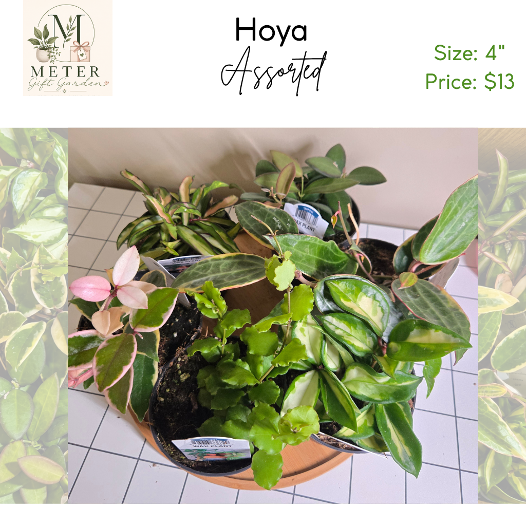4" Hoya Asst'd