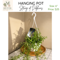 8" HB   Senecio String of Dolphins