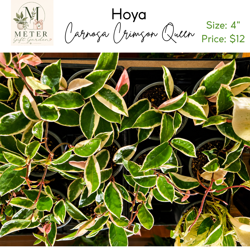 4"   Hoya Carnosa Krimson Queen