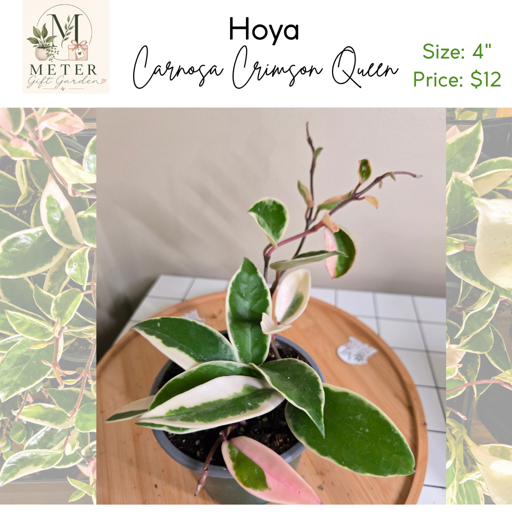 4"   Hoya Carnosa Krimson Queen