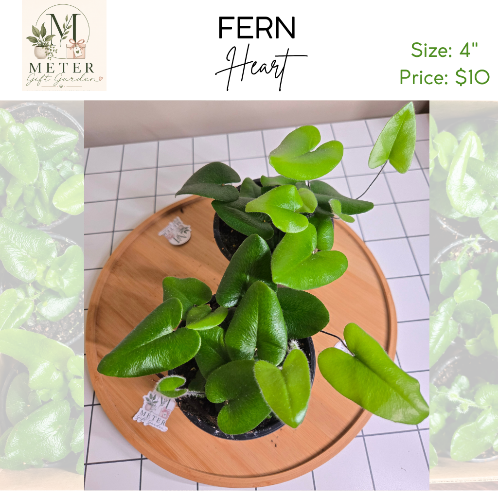 4"   Fern Heart