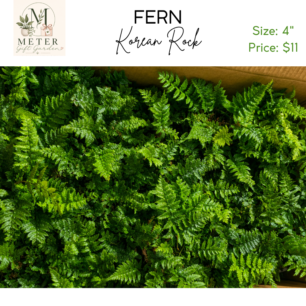 4"   Fern Korean Rock