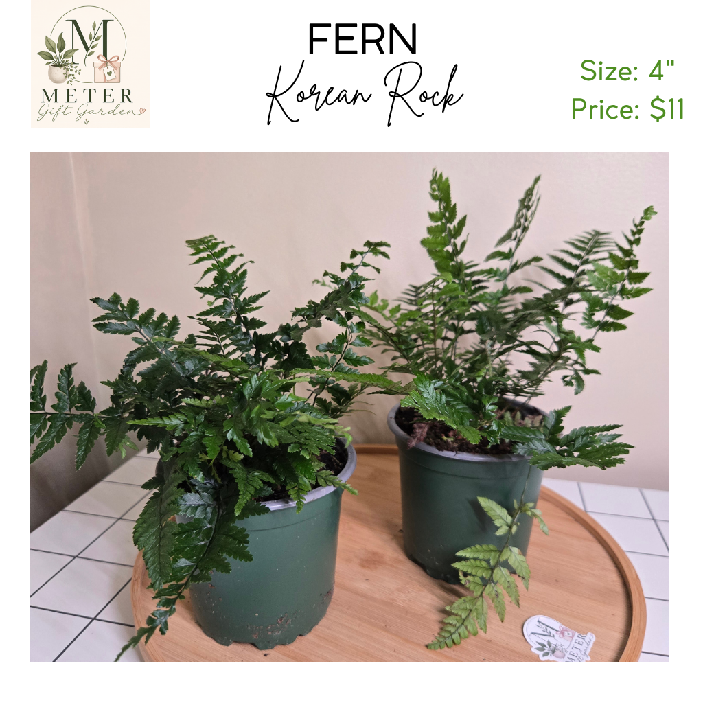 4"   Fern Korean Rock