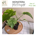 4"   Monstera Mint Variegated