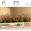 3"   Venus Fly Trap (NO EX)