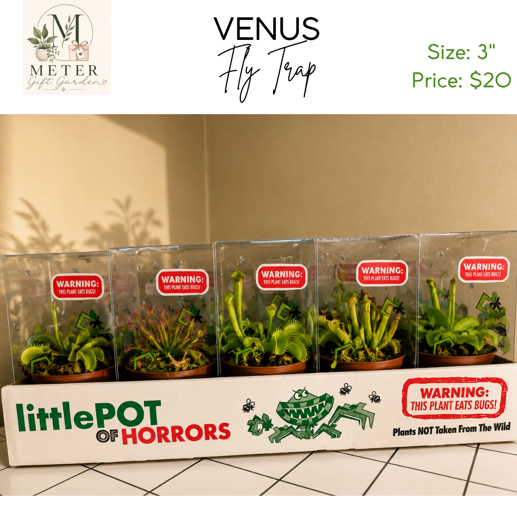 3"   Venus Fly Trap (NO EX)