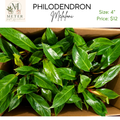 4"   Philodendron Melaloni