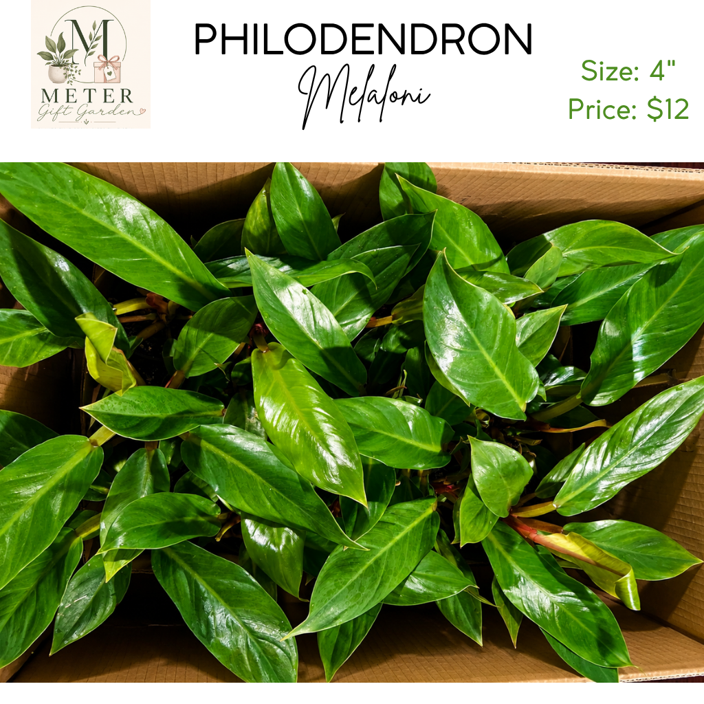 4"   Philodendron Melaloni