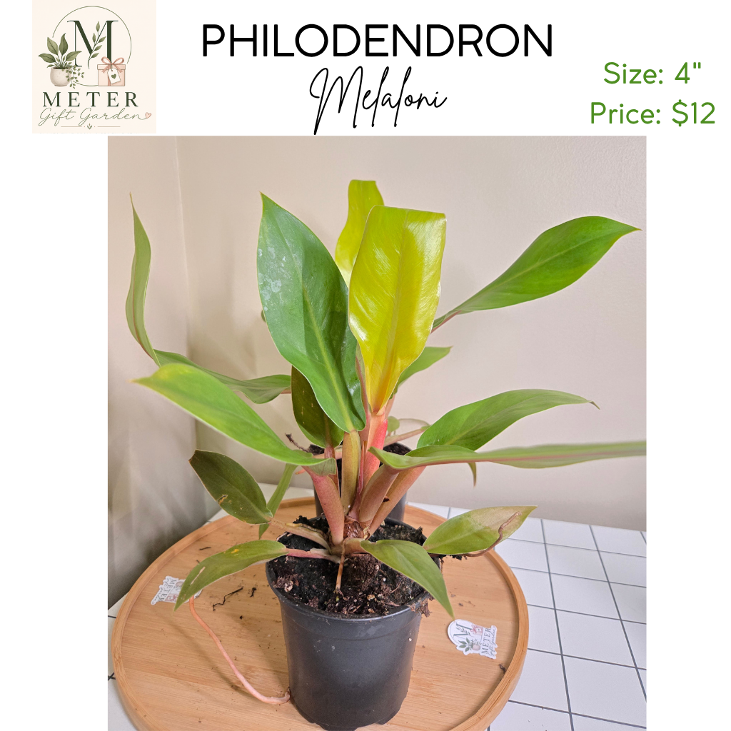 4"   Philodendron Melaloni