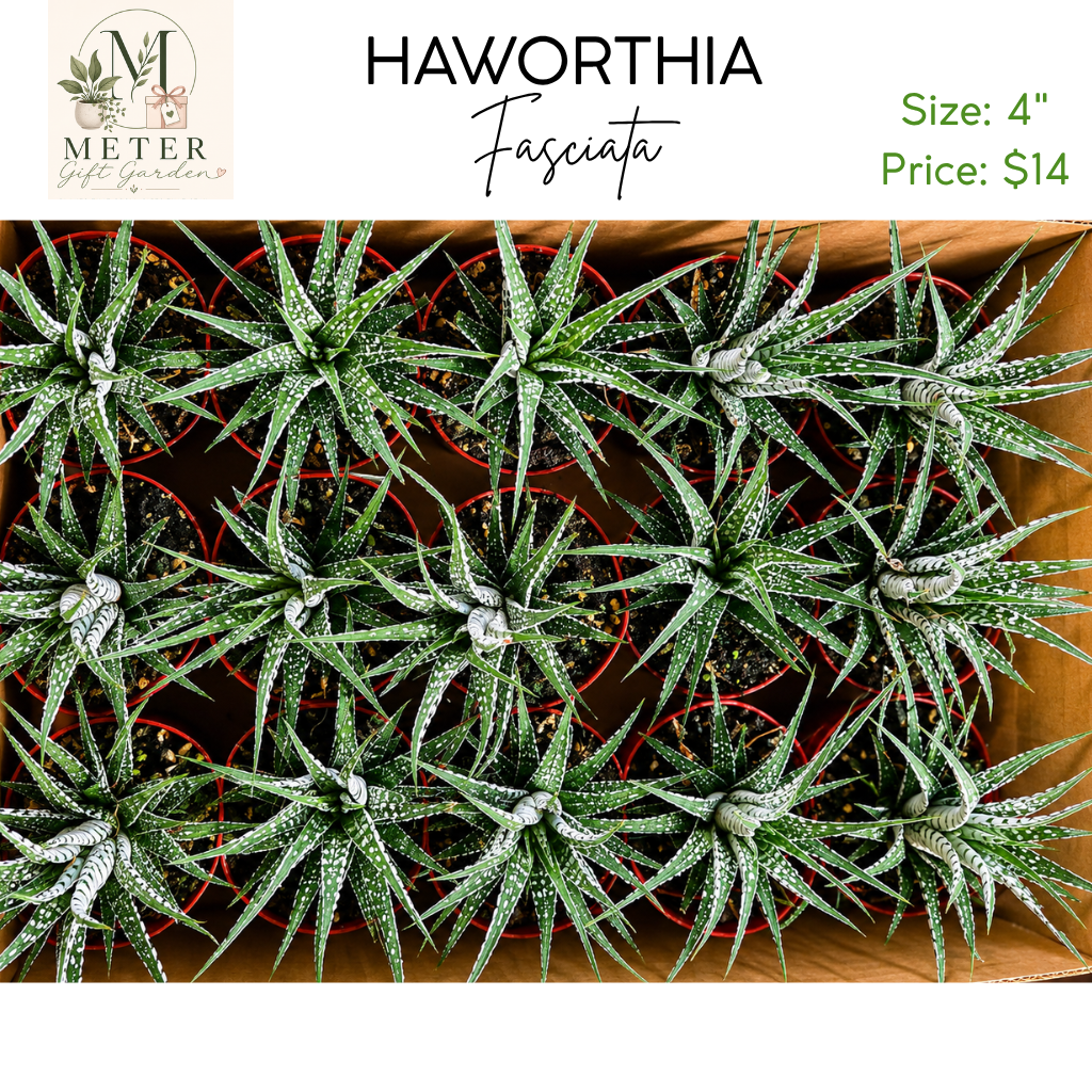 4"   Haworthia Fasciata