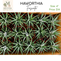 4"   Haworthia Fasciata