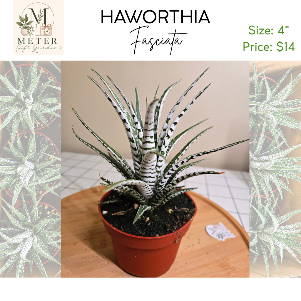 4"   Haworthia Fasciata
