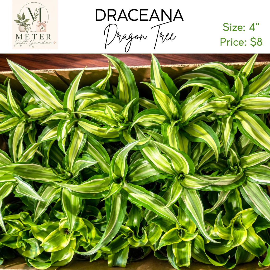 4"   Dracaena Dragon Tree