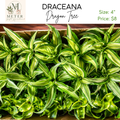 4"   Dracaena Dragon Tree