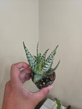 2"   Haworthia