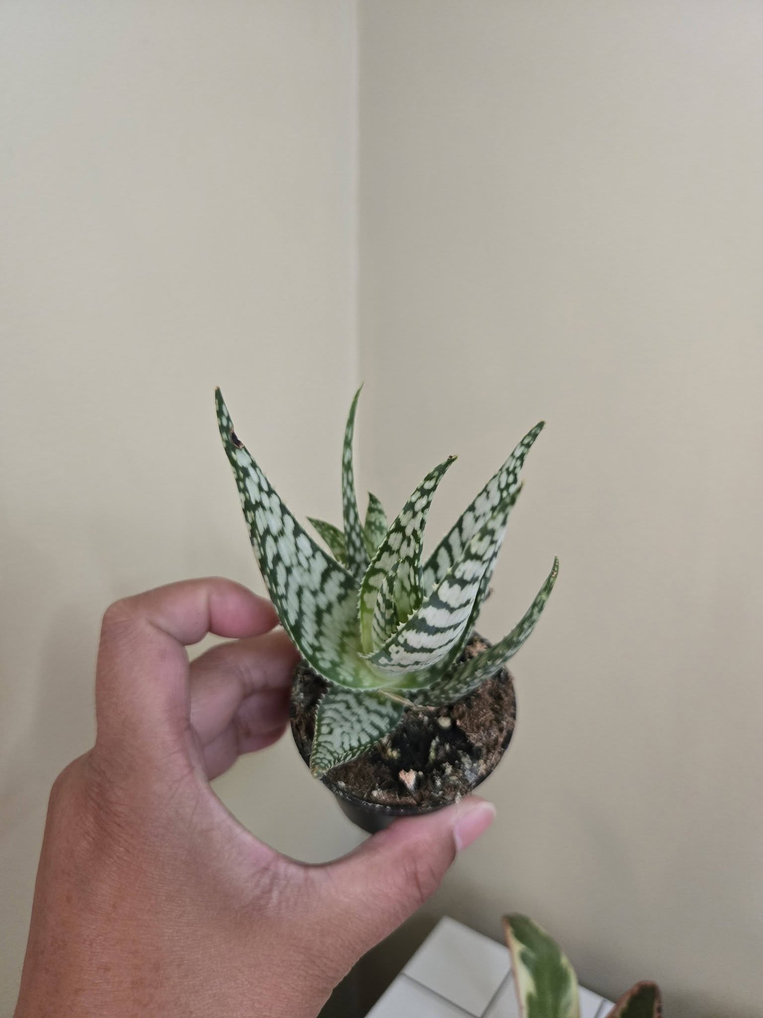 2"   Haworthia
