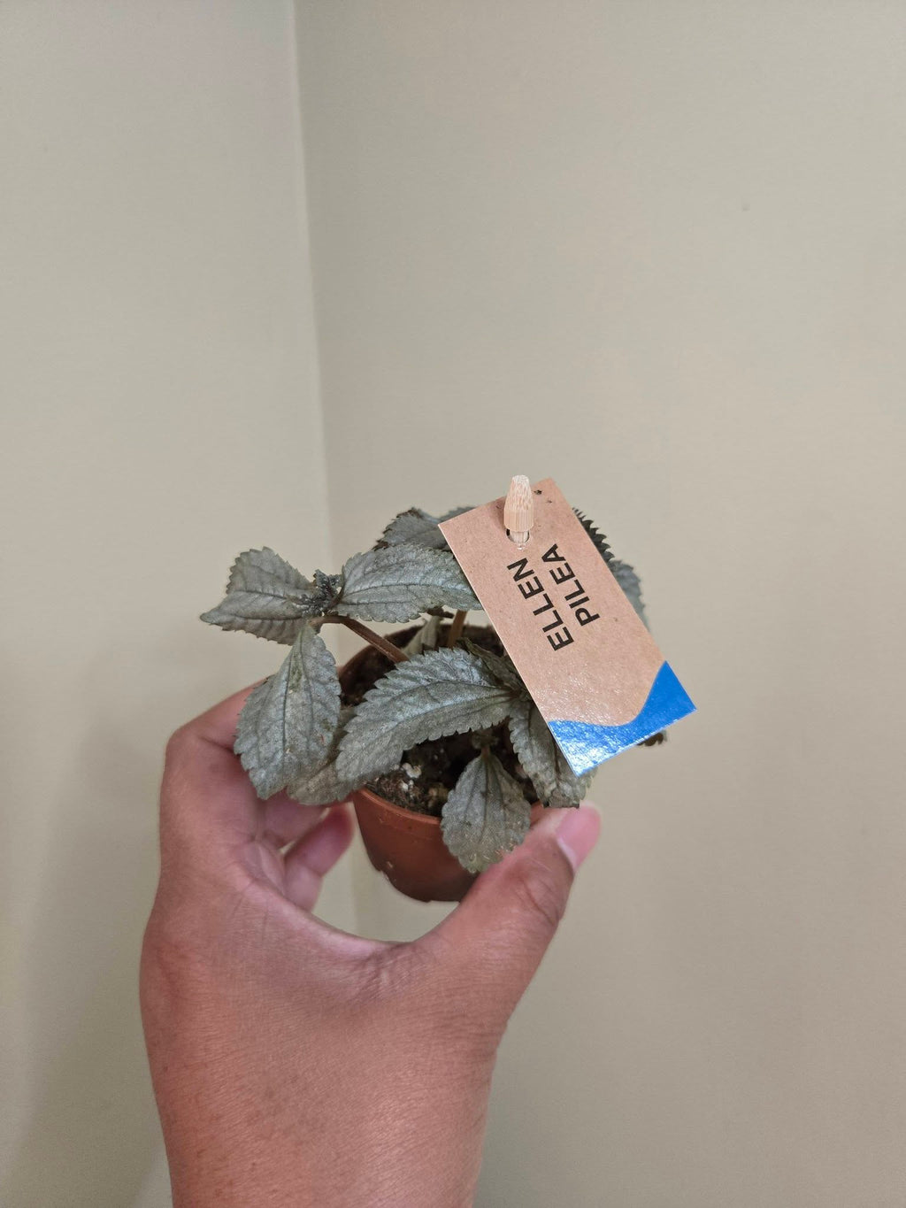2" Potted Plants Sale (any 5 for $10)
