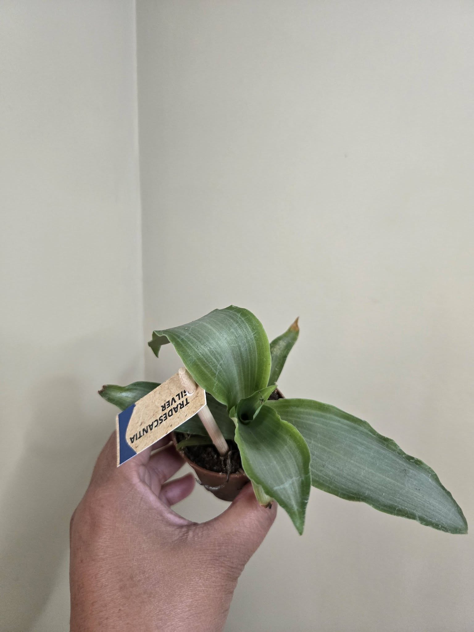 2" Potted Plants Sale (any 5 for $10)