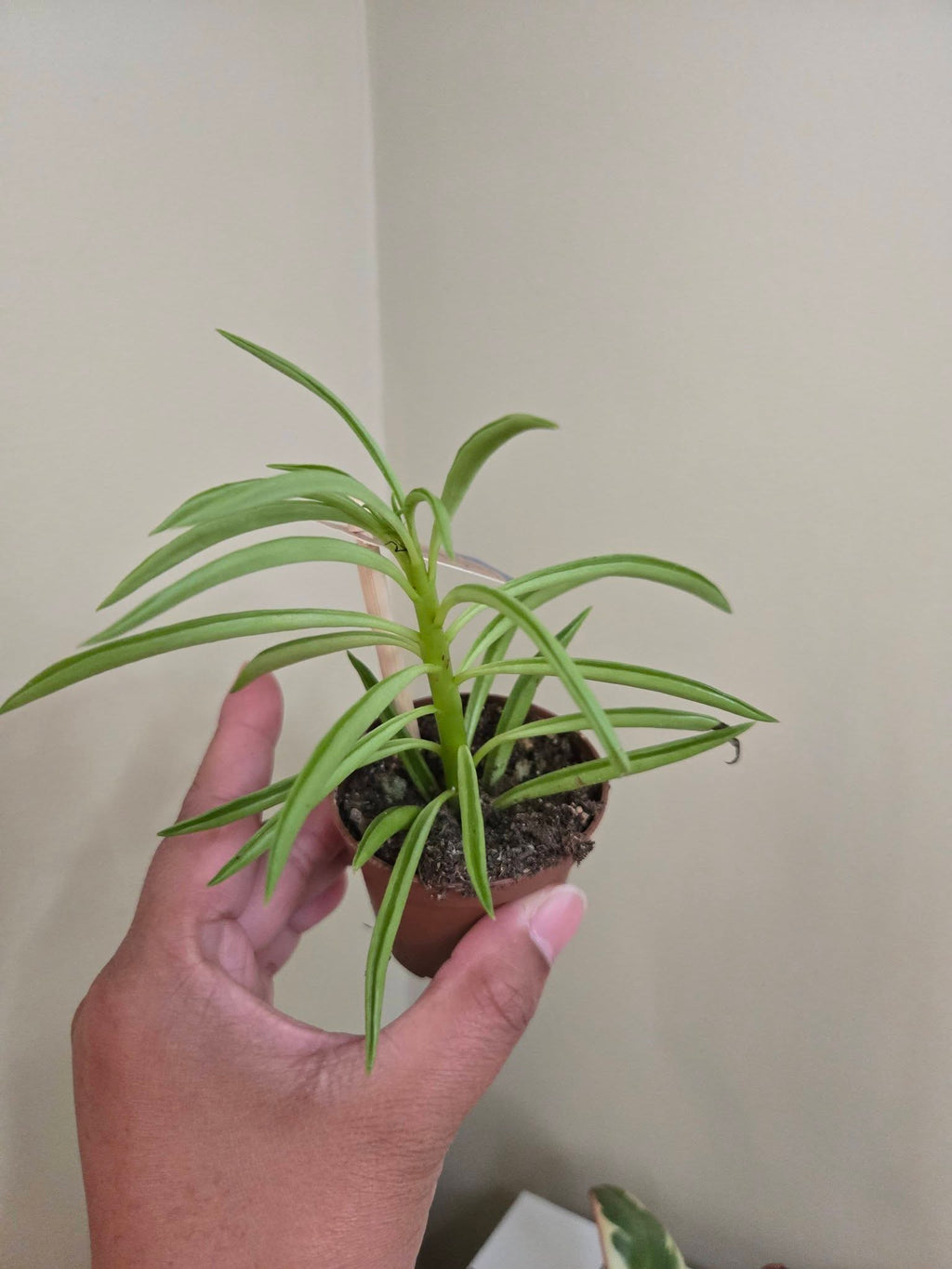 2" Potted Plants Sale (any 5 for $10)