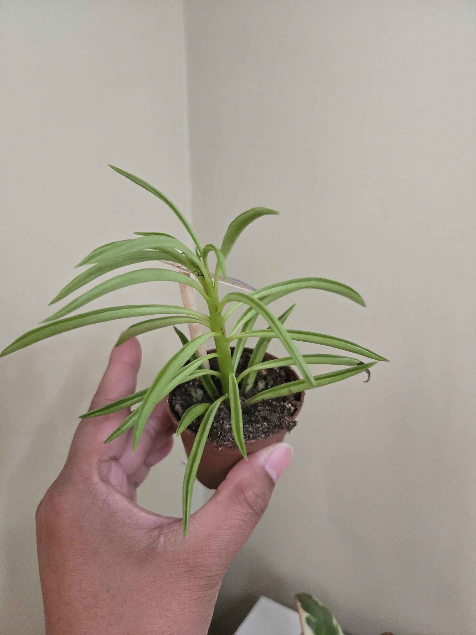 2" Potted Plants Sale (any 5 for $10)