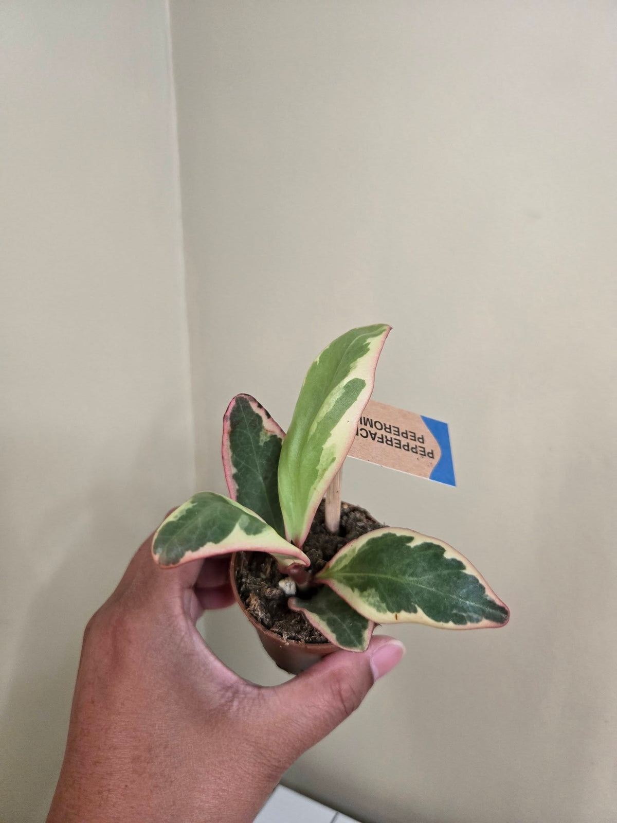 2" Potted Plants Sale (any 5 for $10)