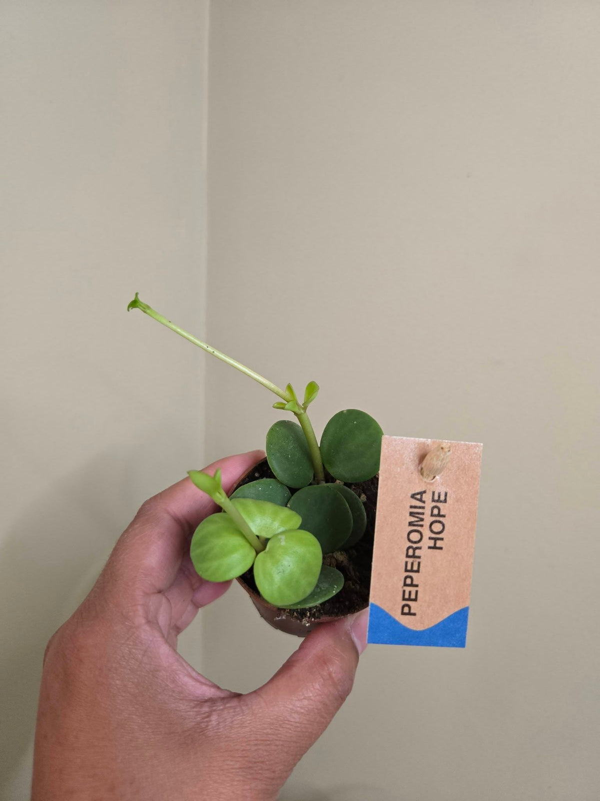 2" Potted Plants Sale (any 5 for $10)