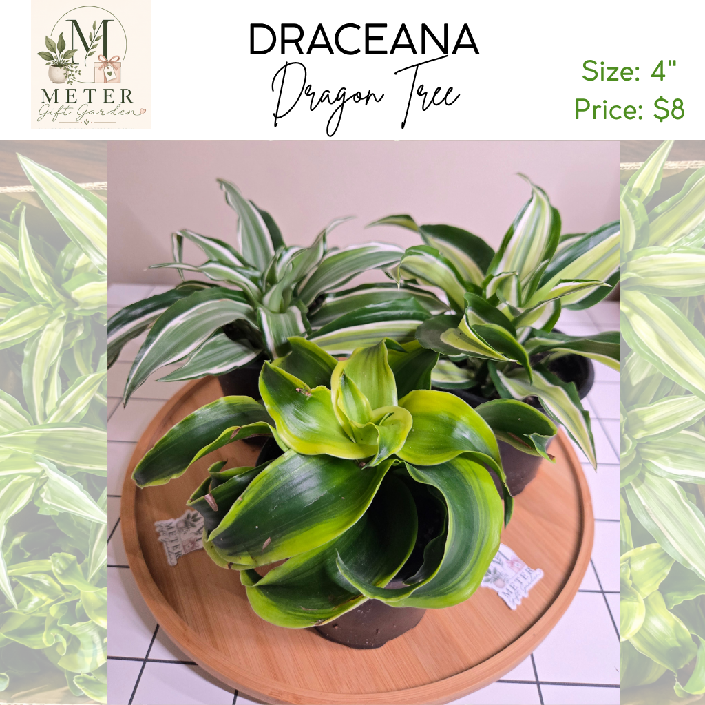 4"   Dracaena Dragon Tree