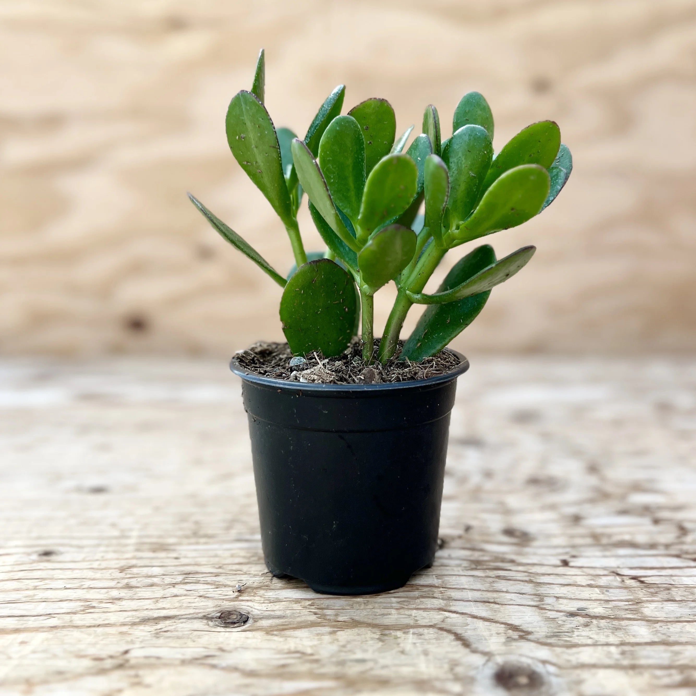 4"   Crassula Jade Sunset