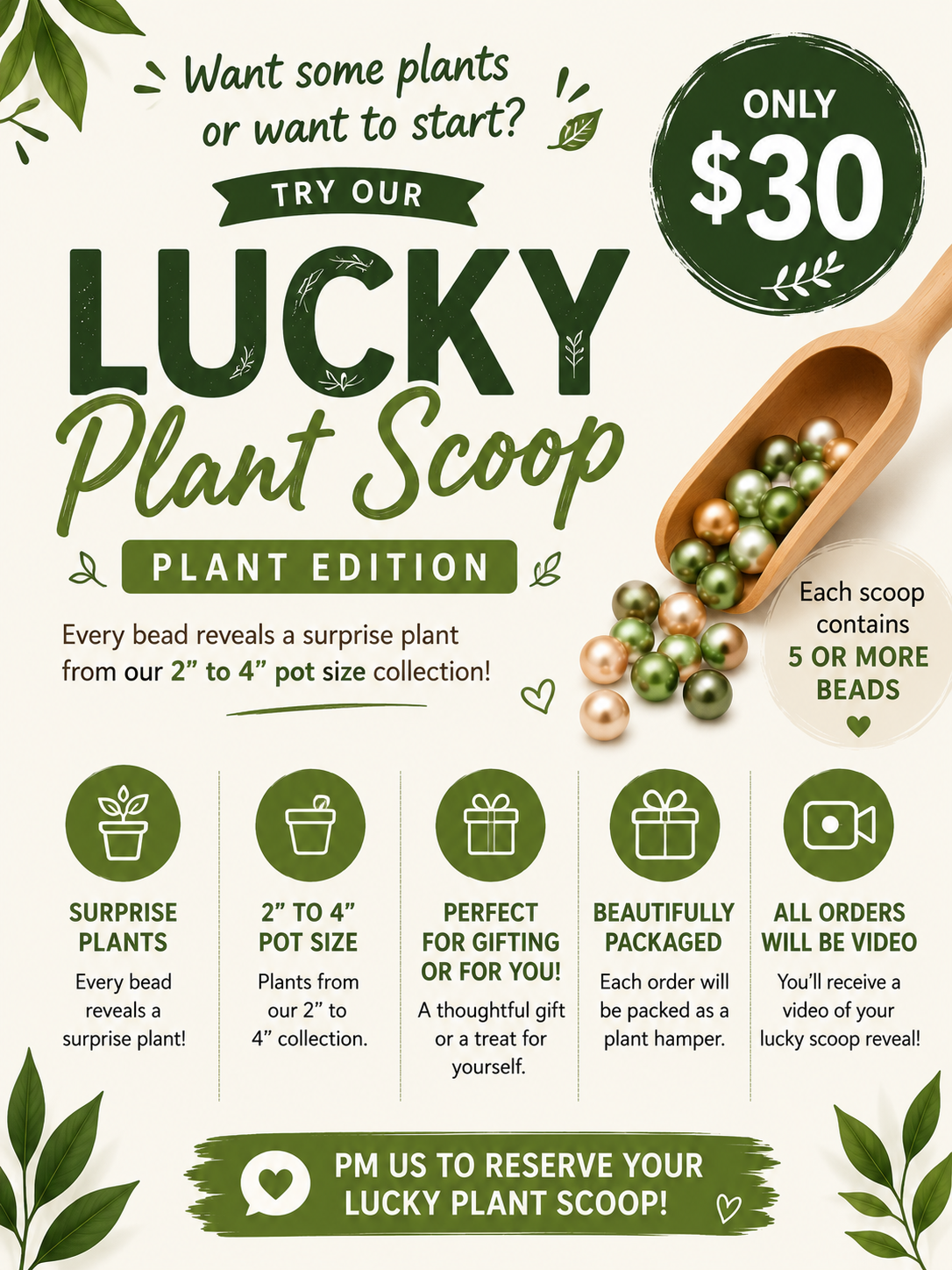 Lucky Plant Scoop