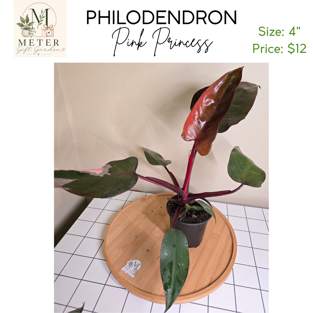 4"   Philodendron Pink Princess