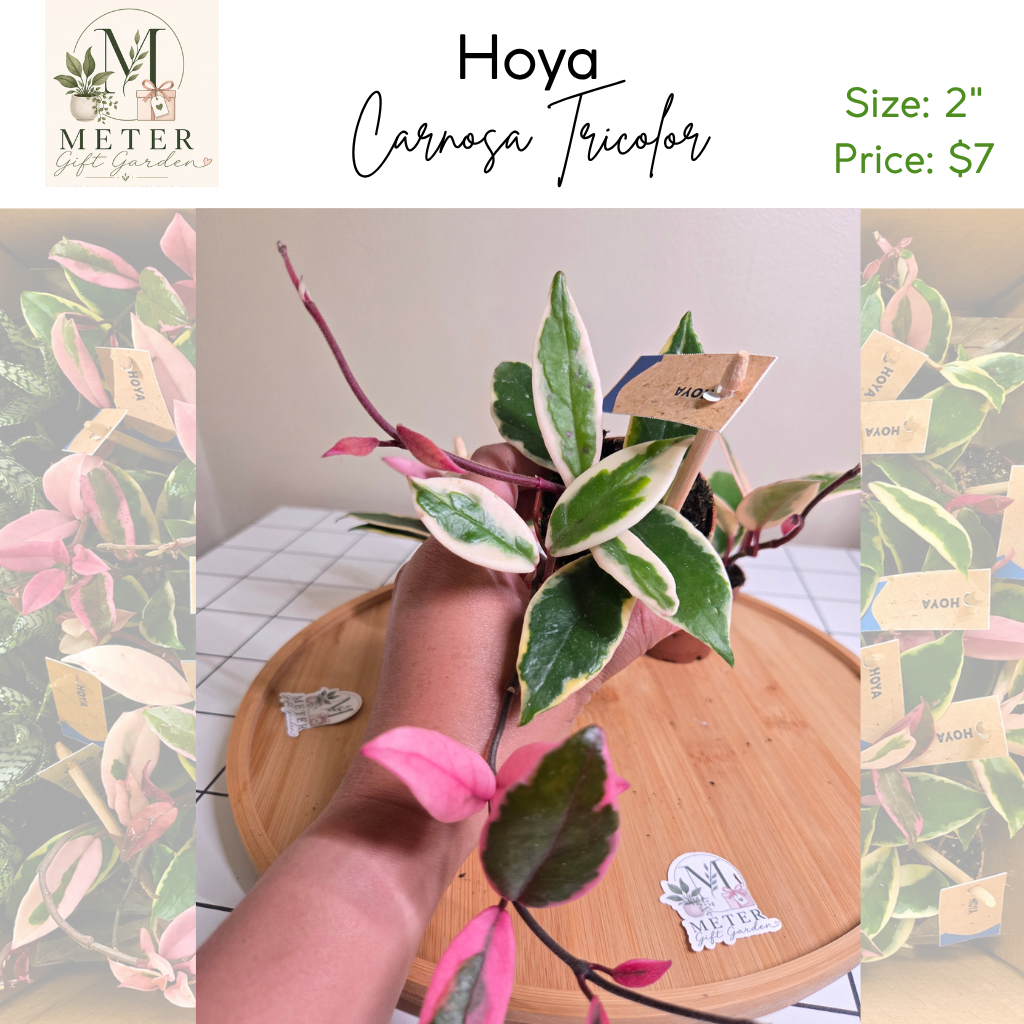 2"   Hoya Carnosa Tricolor
