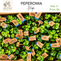 2"   Peperomia Hope