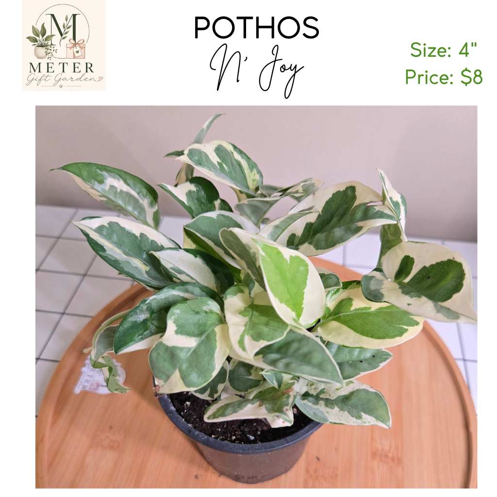 4"   Pothos N' Joy