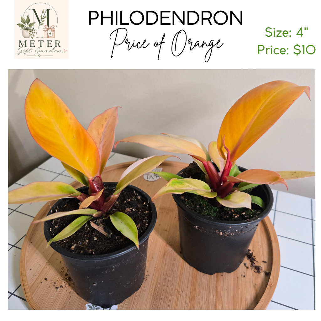 4"   Philodendron Prince of Orange
