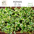 4"   Pothos N' Joy