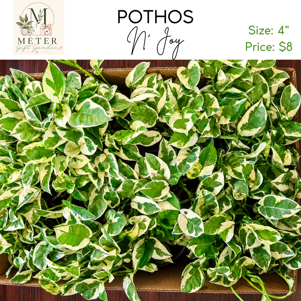 4"   Pothos N' Joy