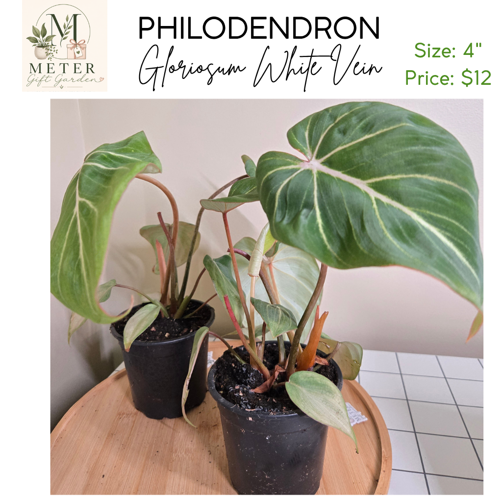 4"   Philodendron Gloriosum Wht.Vein