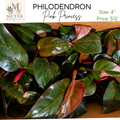 4"   Philodendron Pink Princess