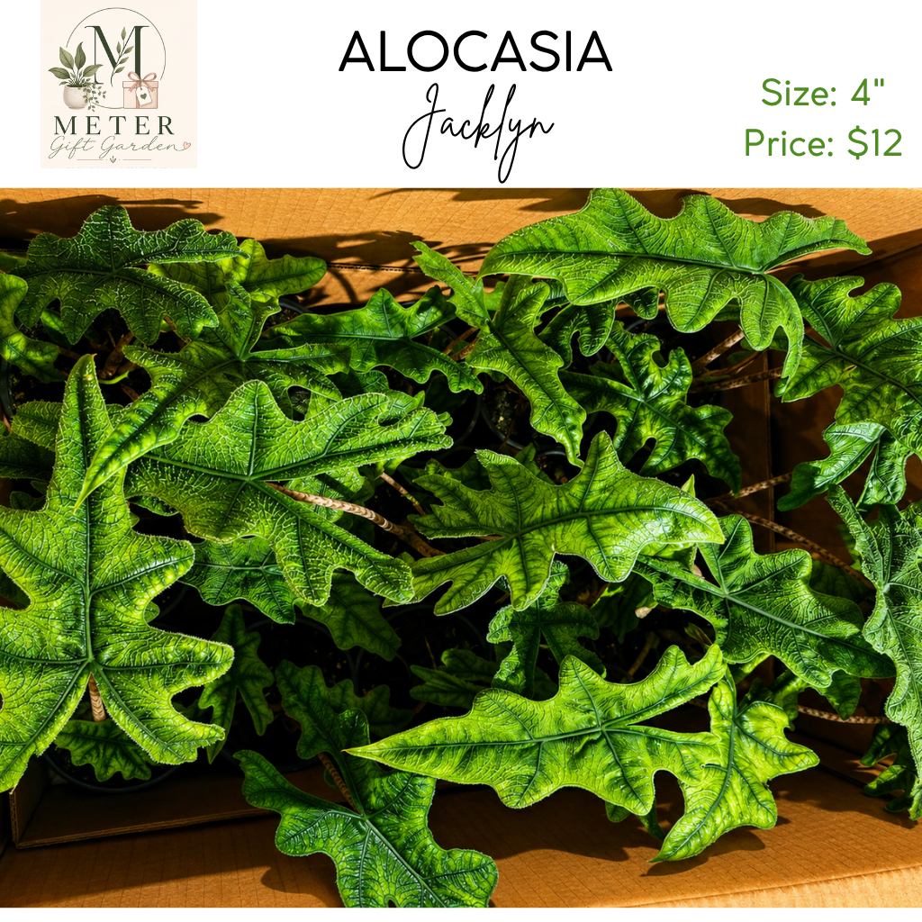 4"   Alocasia Jacklyn