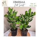 4"   Crassula Jade Sunset