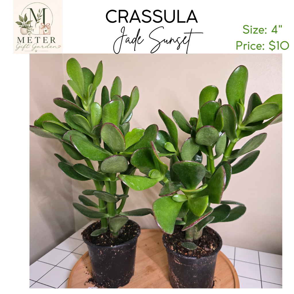 4"   Crassula Jade Sunset