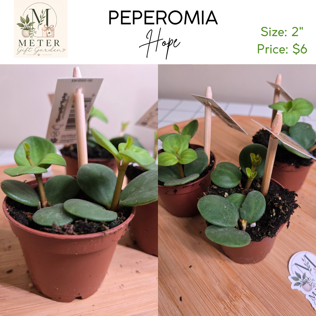 2" Potted Plants Sale (any 5 for $10)