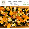 4"   Philodendron Prince of Orange