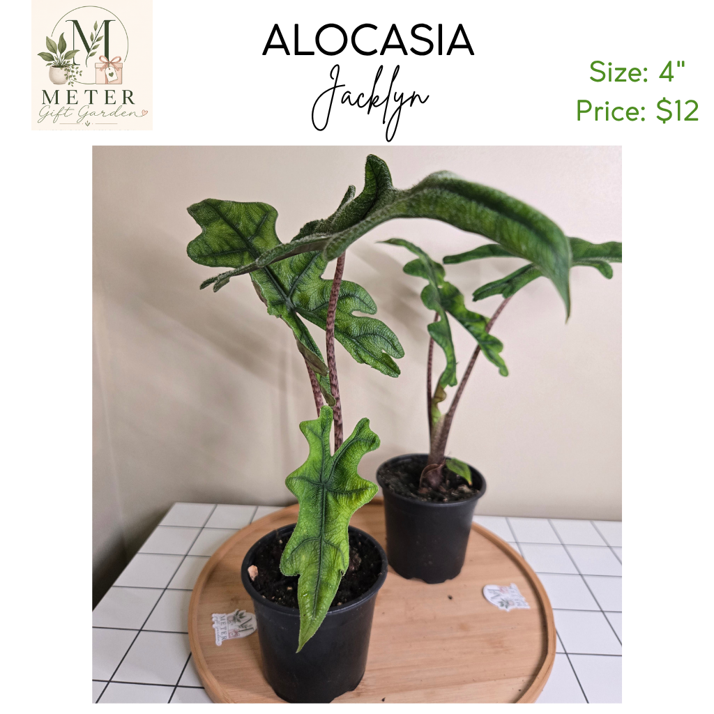 4"   Alocasia Jacklyn