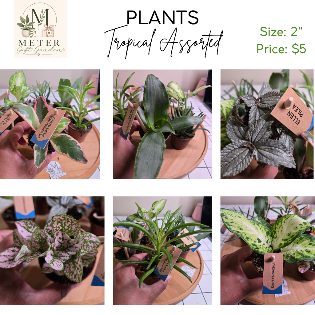 2" Potted Plants Sale (any 5 for $10)