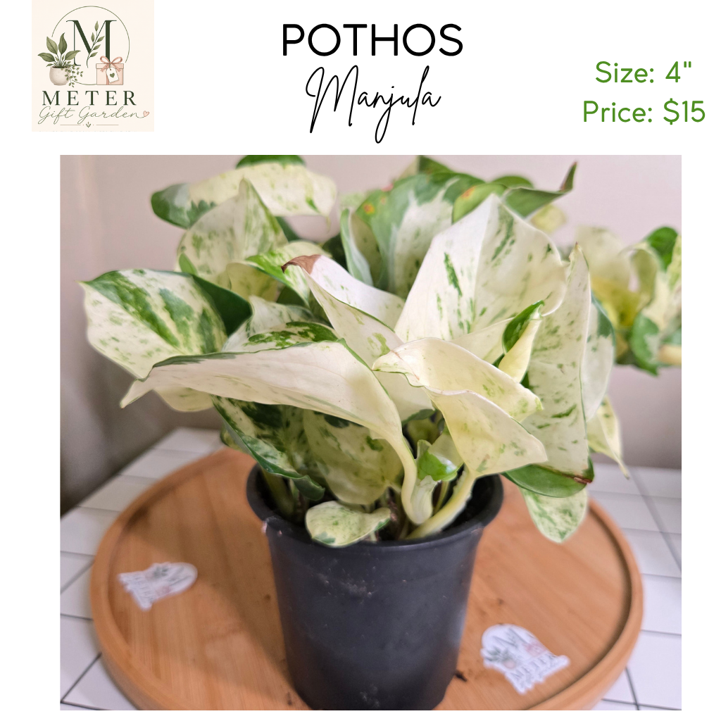 4"   Pothos Manjula