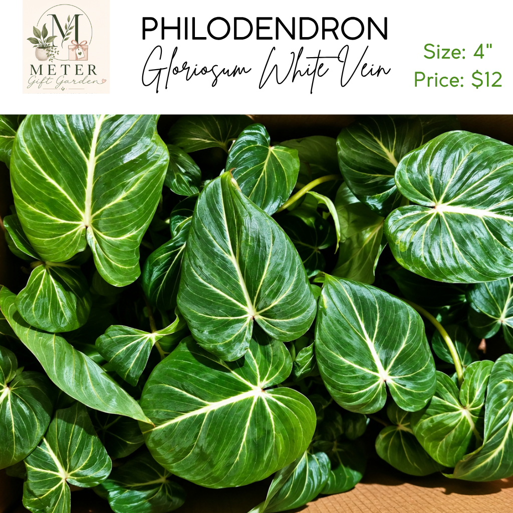 4"   Philodendron Gloriosum Wht.Vein